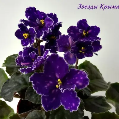 zvezdy-kryma-10-314039