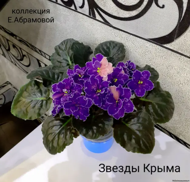 zvezdy-kryma-3-314039