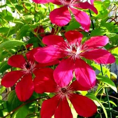 allana-6-350489
