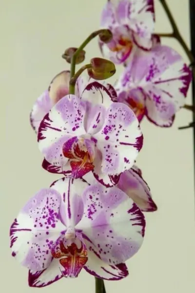 art-nuvo-4-364669