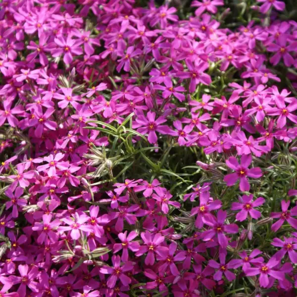 atropurpurea-atropurpurea-1-359096