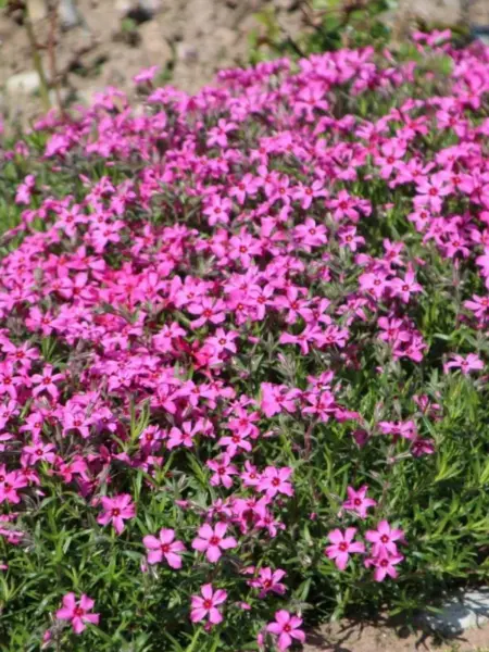 atropurpurea-atropurpurea-2-359096