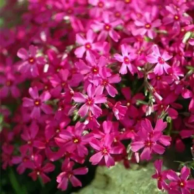 atropurpurea-atropurpurea-4-359096