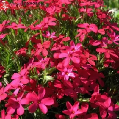 atropurpurea-atropurpurea-5-359096