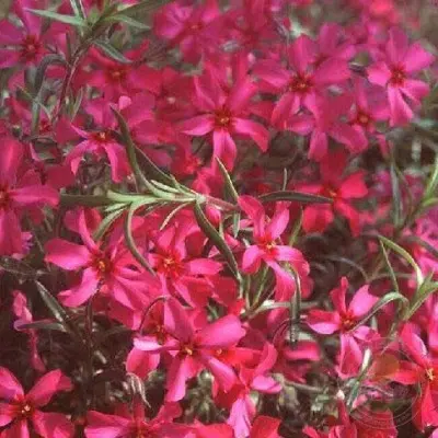 atropurpurea-atropurpurea-6-359096