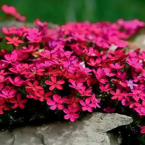 atropurpurea-atropurpurea-main-359096