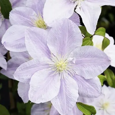 belissimo-3-348905