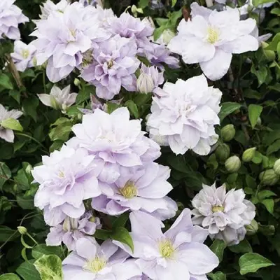 belissimo-4-348905