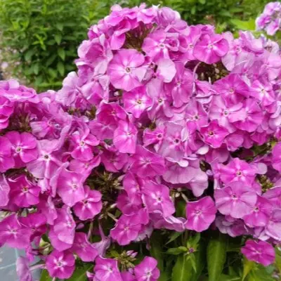 berendey-4-362360