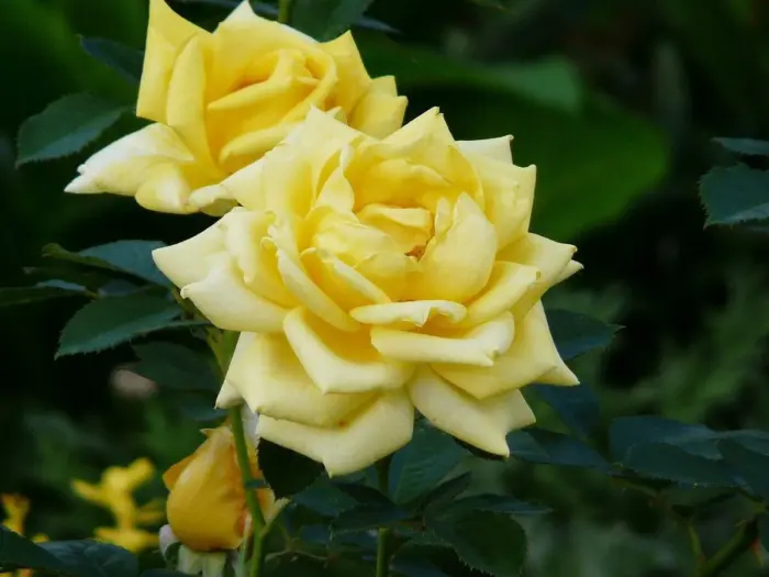 berolina-2-369537