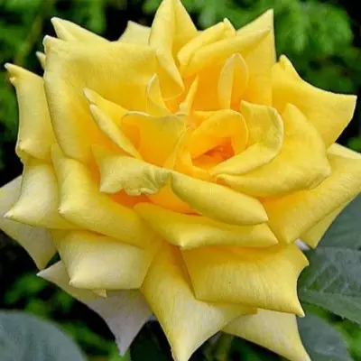berolina-3-369537