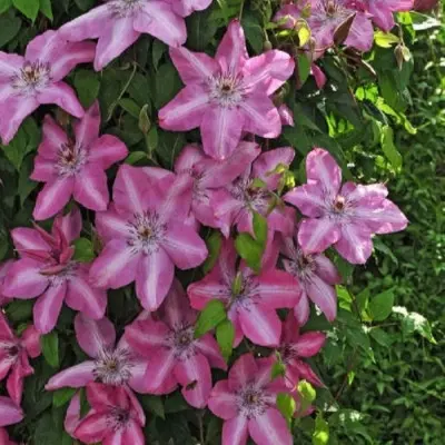 beshchady-3-352311