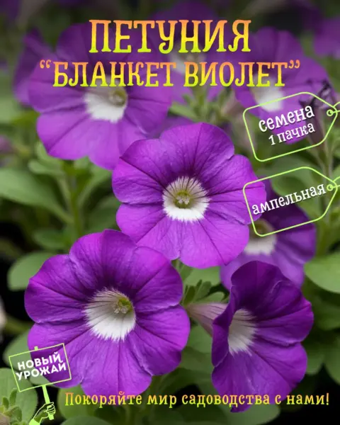 blanket-violet-2-345798