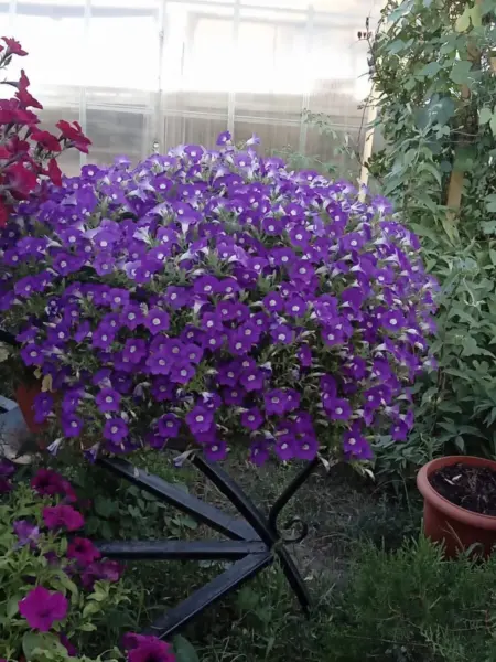 blanket-violet-4-345798
