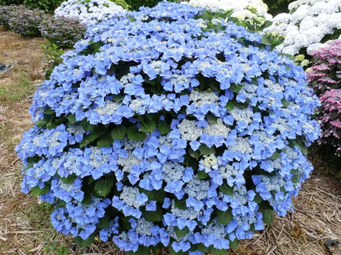 blaumayze-2-354587