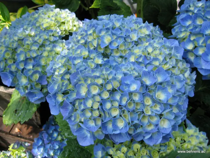blyu-pauer-blue-power-1-354660