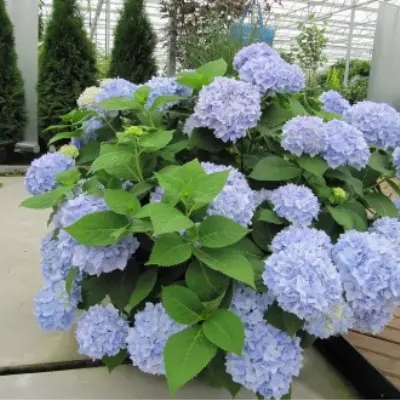 blyu-pauer-blue-power-4-354660