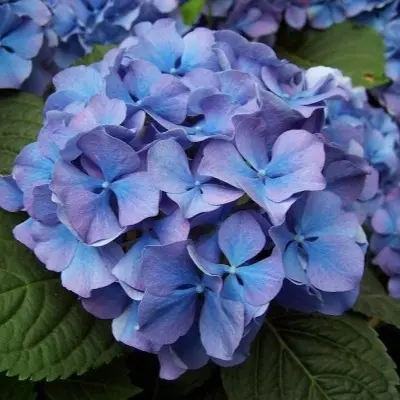 blyu-pauer-blue-power-5-354660