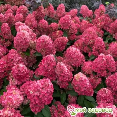 bonfayer-3-354635