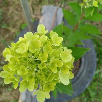 bonfayer-4-354635