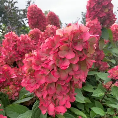bonfayer-main-354635