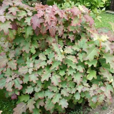 burgundi-5-355668