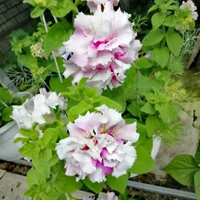 dabl-kaskad-orhid-mist-7-347319