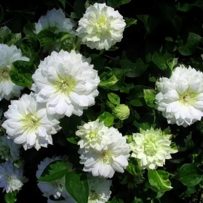 daches-of-edinburg-2-352412