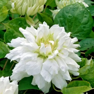 daches-of-edinburg-4-352412