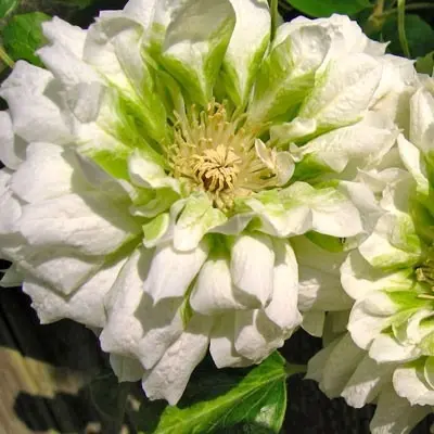 daches-of-edinburg-6-352412