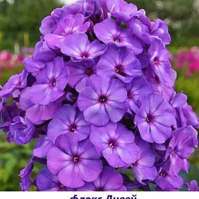 divey-3-363272