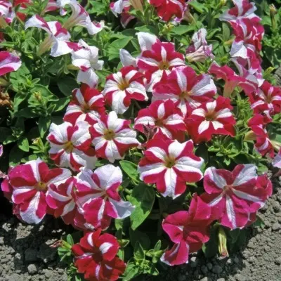 donna-star-miks-6-345802