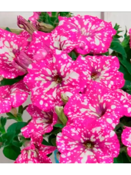 dot-star-dip-pink-1-345427
