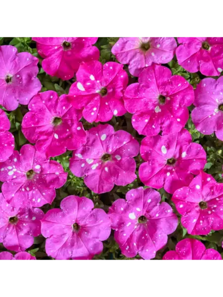 dot-star-dip-pink-4-345427