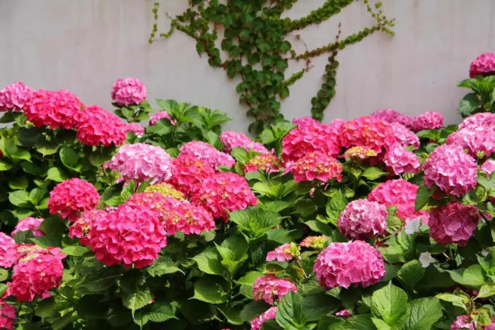 dzhip-pink-1-353566