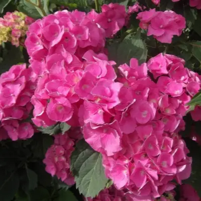 dzhip-pink-main-353566