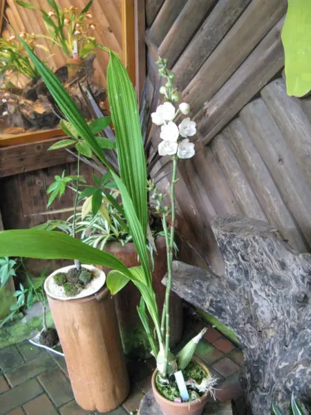 elata-peristeriya-vysokaya-1-365498
