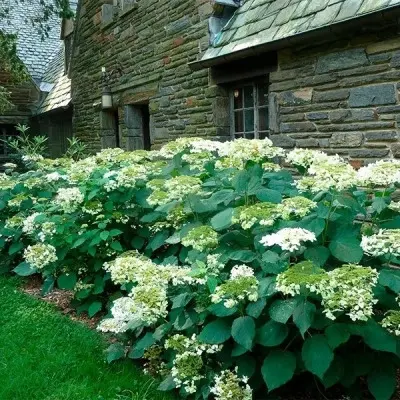 emerald-leys-4-354479