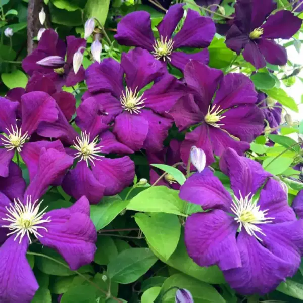 etual-violet-2-348422