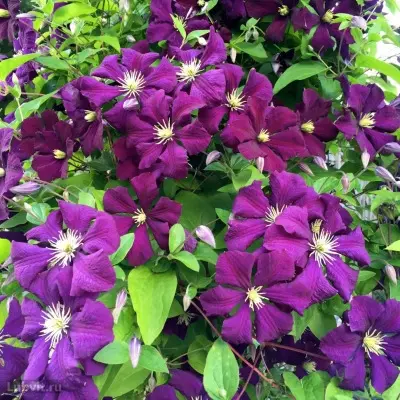 etual-violet-3-348422