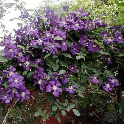 etual-violet-4-348422