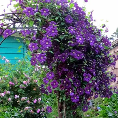 etual-violet-5-348422
