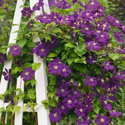 etual-violet-6-348422