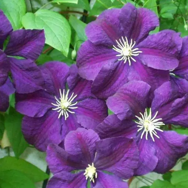 etual-violet-main-348422