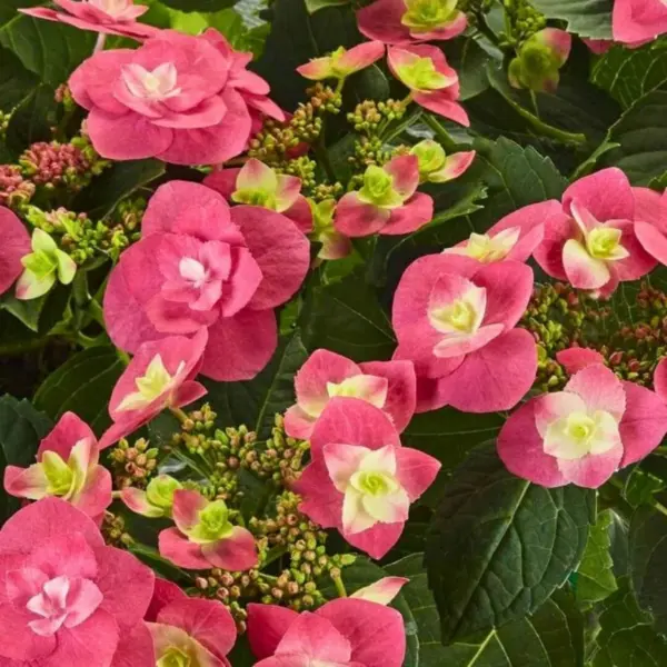 fleym-hot-pink-2-356366