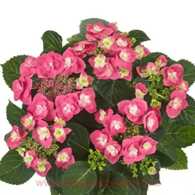 fleym-hot-pink-6-356366