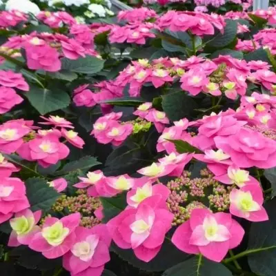 fleym-hot-pink-main-356366