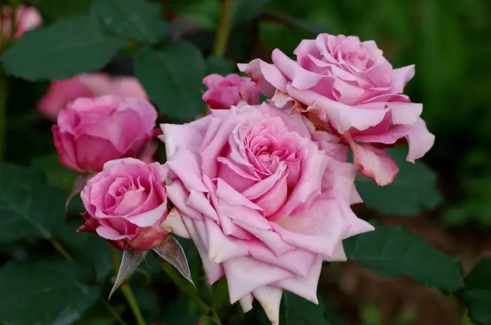 floradzhet-florajet-2-371715