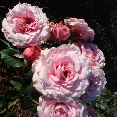 floradzhet-florajet-main-371715