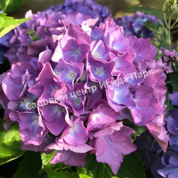 gerda-shtayniger-2-356214